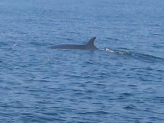 Minke Whale off the Eastern Tail Pollock Shoal